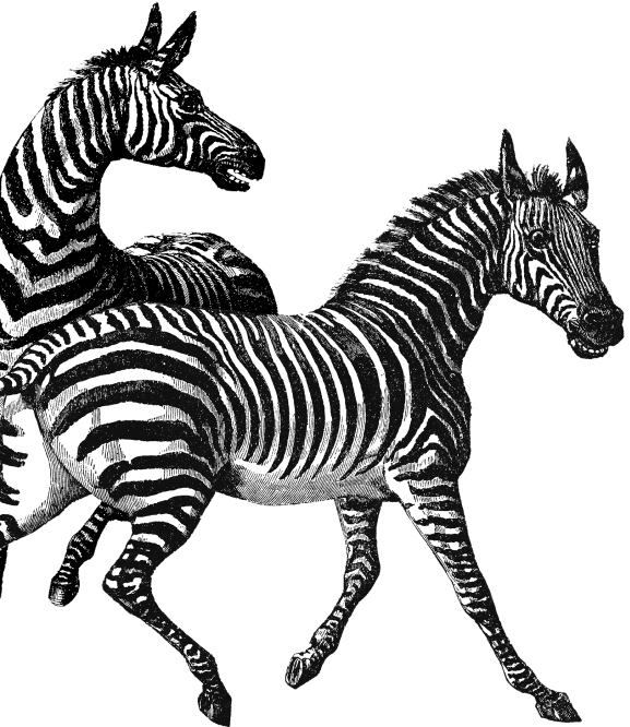 Schwarzweißbild von zwei Zebras